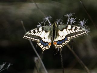 Krlangkuyruk (Papilio machaon)