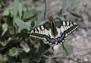 Krlangkuyruk (Papilio machaon)