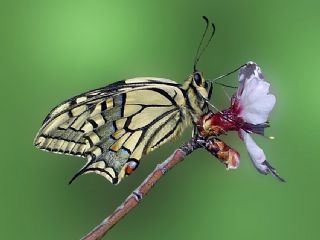K�rlang��kuyruk&nbsp;(Papilio&nbsp;machaon)
