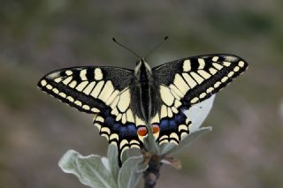 K�rlang��kuyruk&nbsp;(Papilio&nbsp;machaon)