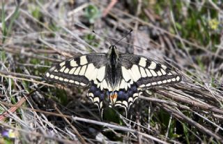 Krlangkuyruk (Papilio machaon)
