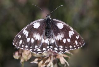 Orman Melikesi (Melanargia galathea)