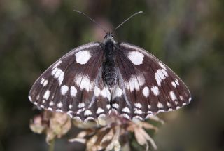 Orman Melikesi (Melanargia galathea)