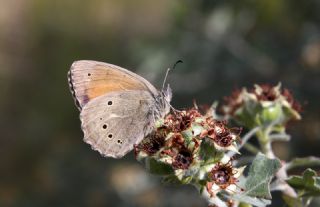 Kaya Esmeri (Kirinia clymene)