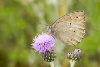 Kaya Esmeri (Kirinia clymene)