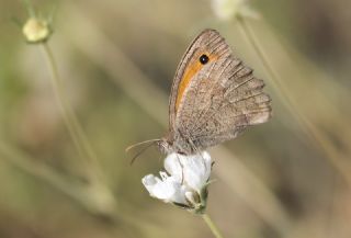 Esmerperi (Hyponephele lupina)