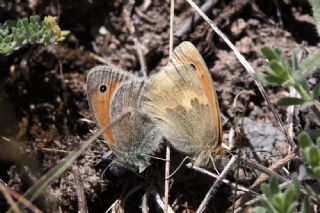 Kk Zpzp Perisi (Coenonympha pamphilus)