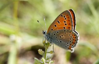 Kk Ate Gzeli (Lycaena thersamon)