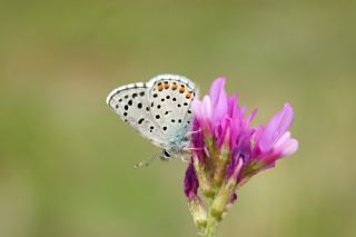 Himalaya Mavisi (Pseudophilotes vicrama)