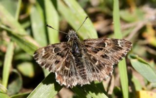 Hatmi Zpzp (Carcharodus alceae)