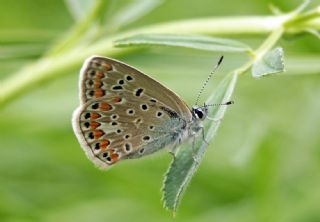 okgzl Mavi (Polyommatus icarus)