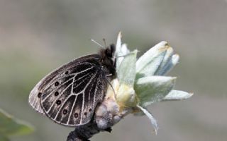 Uygur Gzelesmeri (Proterebia afra)