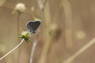 okgzl Kk Turan Mavisi (Polyommatus cornelius)