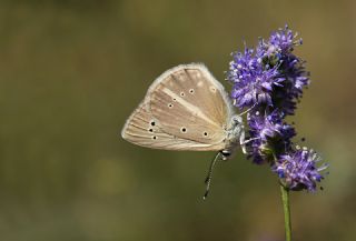 okgzl Anadolu Beyaz (Polyommatus menalcas)