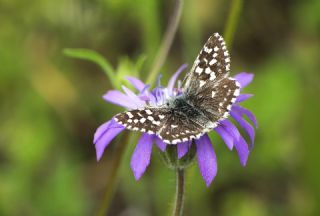 Ebegmeci Zpzp (Pyrgus malvae)