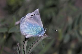 Karagz Mavisi (Glaucopsyche alexis)