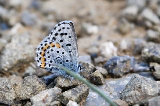 Bavius Mavisi (Pseudophilotes bavius)