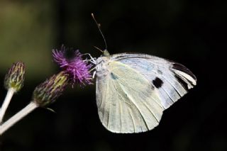 Byk Beyazmelek  (Pieris brassicae)