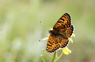 parhan (Melitaea cinxia)