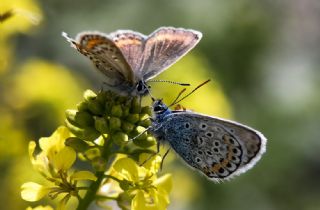 Gm Lekeli Esmergz (Plebejus argus)
