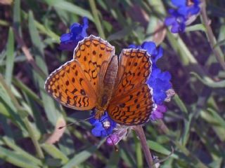 Niyobe (Fabriciana niobe)