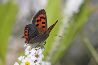 Benekli Bakr Gzeli (Lycaena phlaeas)