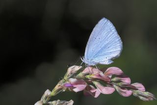 Kutsal Mavi (Celastrina argiolus)