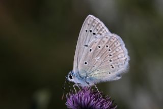okgzl Dafnis (Polyommatus daphnis)