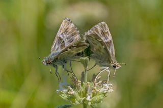 �ark Z�pz�p�&nbsp;(Carcharodus&nbsp;orientalis)