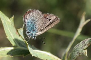 Karagz Mavisi (Glaucopsyche alexis)