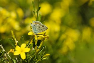 okgzl Meneke Mavisi (Polyommatus thersites)