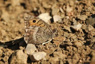 Seyit&nbsp;(Arethusana&nbsp;arethusa)