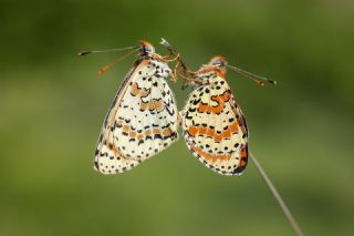 Benekli parhan (Melitaea didyma)