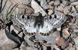 Yalanc Apollo (Archon apollinus)