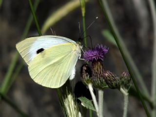 Byk Beyazmelek  (Pieris brassicae)