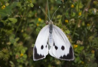 Byk Beyazmelek  (Pieris brassicae)