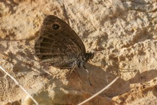 Ha�metli Pirireis&nbsp;(Satyrus&nbsp;ferulus)