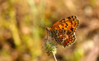 Benekli Byk parhan (Melitaea phoebe)