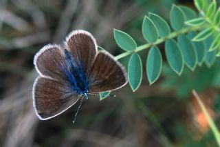 Karagz Mavisi (Glaucopsyche alexis)