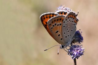 Kk Ate Gzeli (Lycaena thersamon)