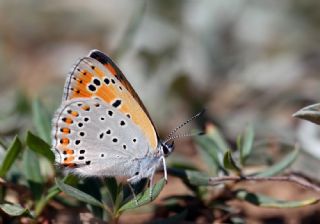 Kk Ate Gzeli (Lycaena thersamon)