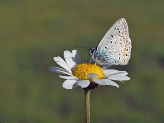 okgzl Mavi (Polyommatus icarus)