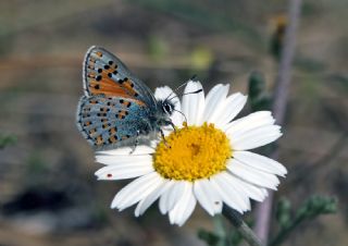 Akbes Gelincii (Tomares nesimachus)