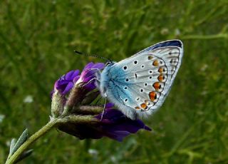 okgzl Mavi (Polyommatus icarus)