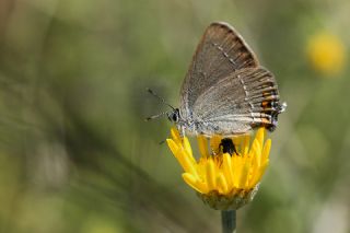 Sevbeni (Satyrium abdominalis)