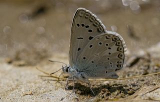 okgzl Byk Turanmavisi (Polyommatus myrrha)