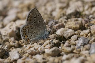 Anadolu Esmerg�z�&nbsp;(Plebejus&nbsp;modicus)