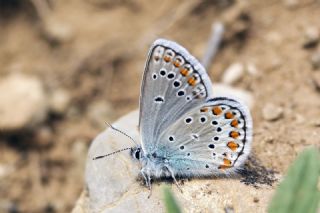 Anadolu Esmergz (Plebejus modicus)
