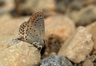 Anadolu Esmergz (Plebejus modicus)