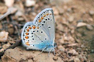 Anadolu Esmergz (Plebejus modicus)